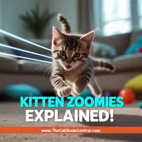 A kitten running around with its tail up in the air.